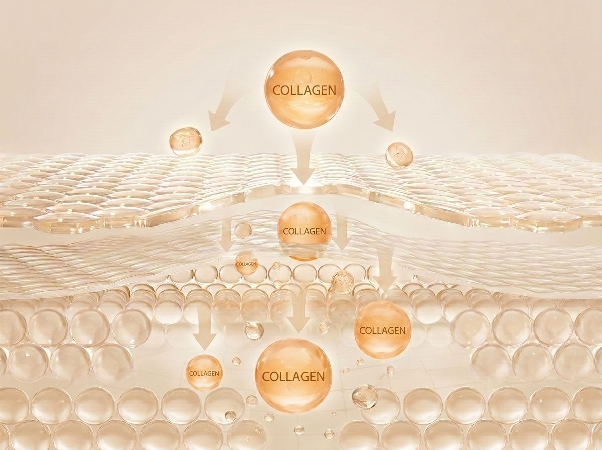 Collagen là nền móng giúp gia săn chắc